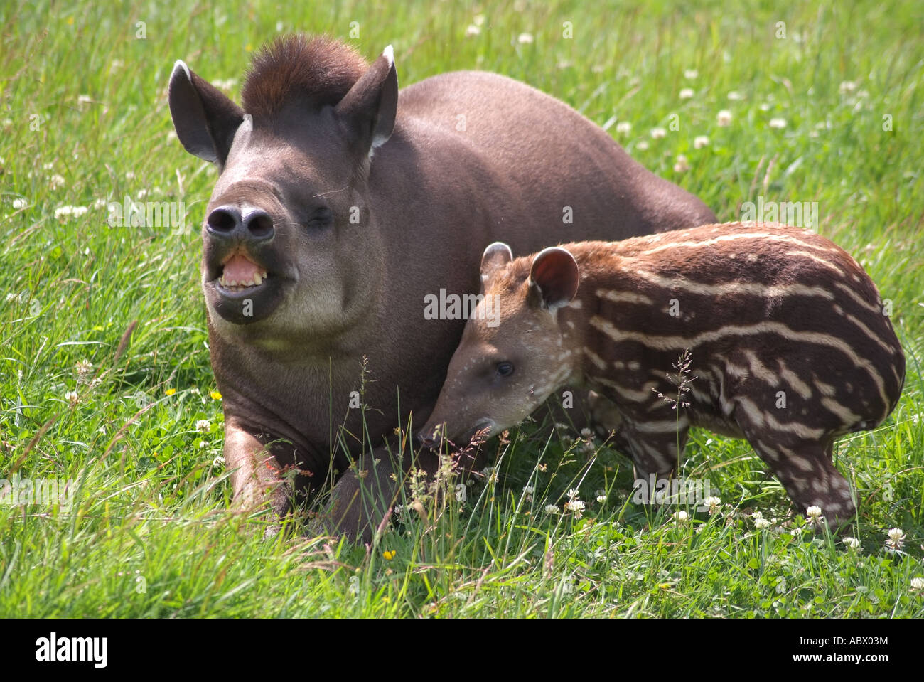 Femmina adulta tapiro con il bambino Foto Stock