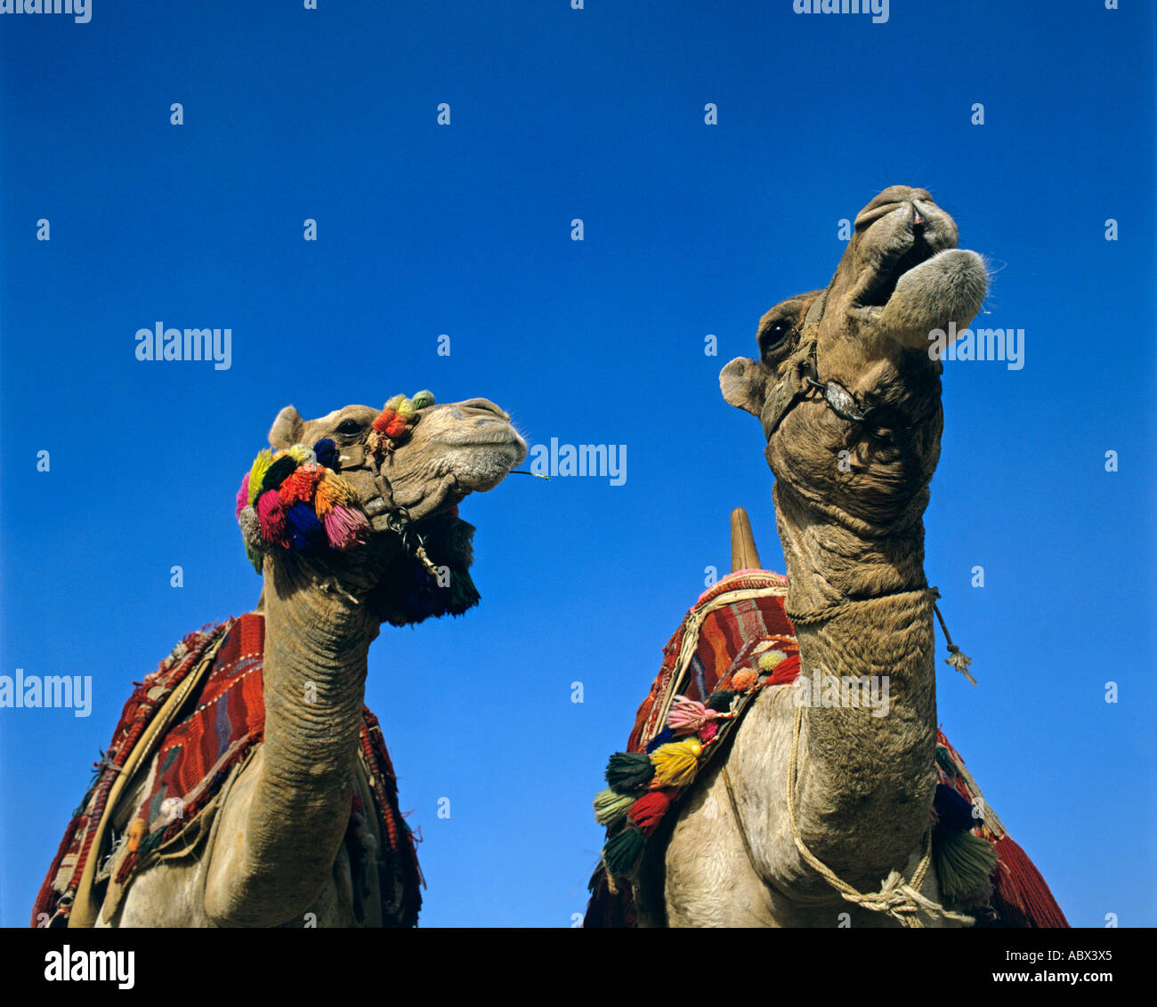Egitto Kamel Kamele cammello Foto Stock