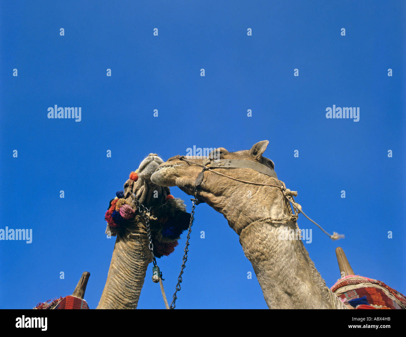 Egitto Kamel Kamele cammello Foto Stock