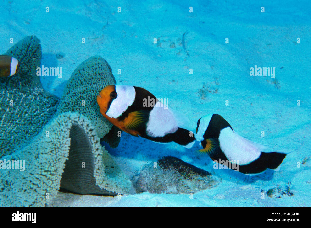 Vista laterale del twoband pesce di anemone Okinawa in Giappone Foto Stock