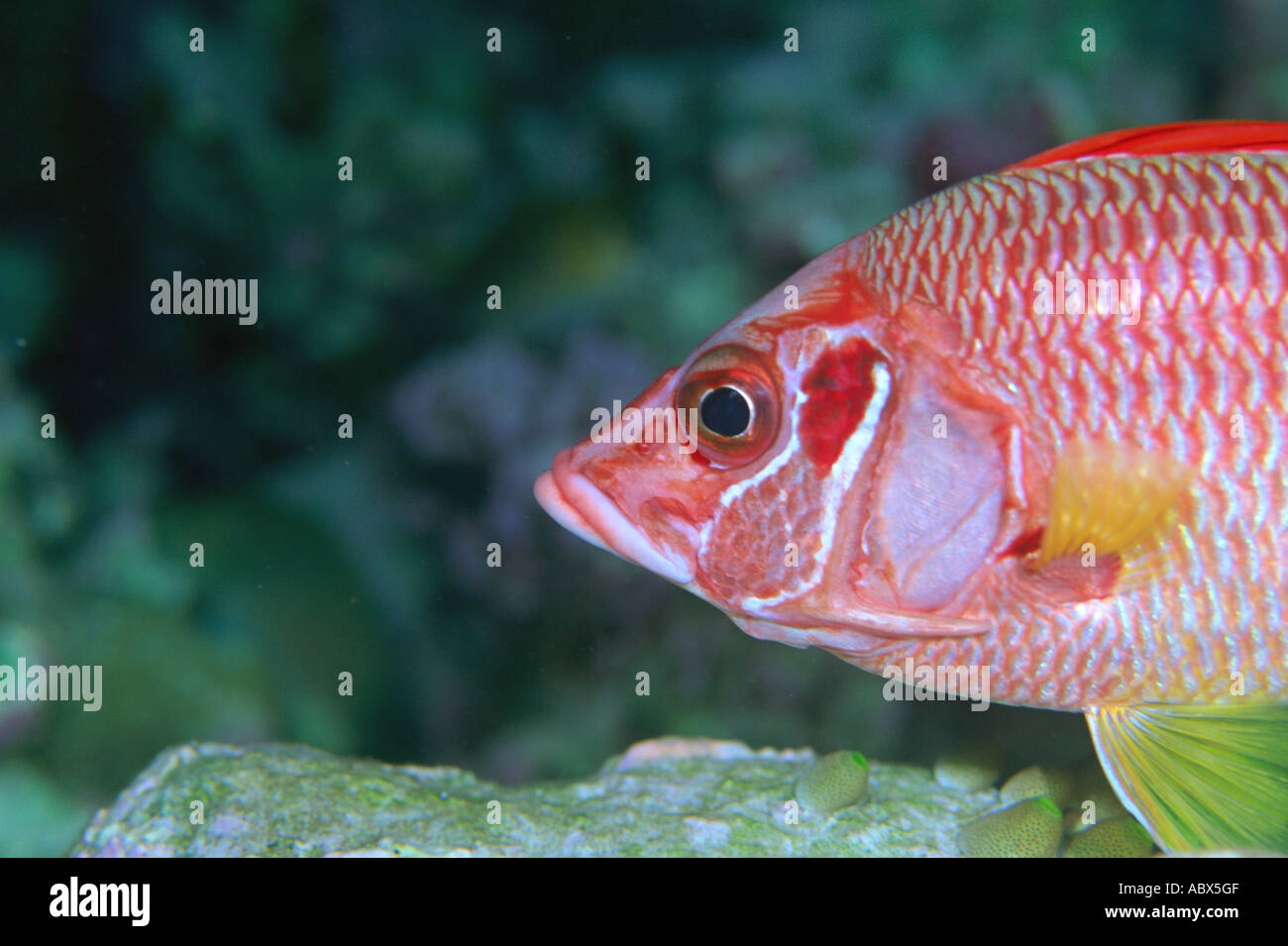 Close up di un saber squirrelfish Maldive Foto Stock