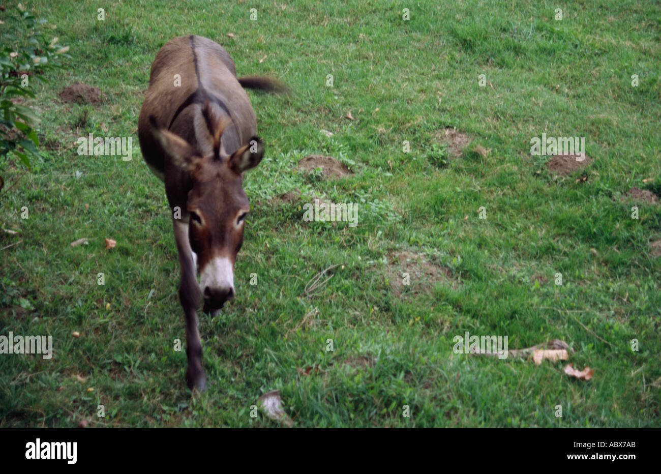 Giovani asino marrone con croce nera in un campo Foto stock - Alamy