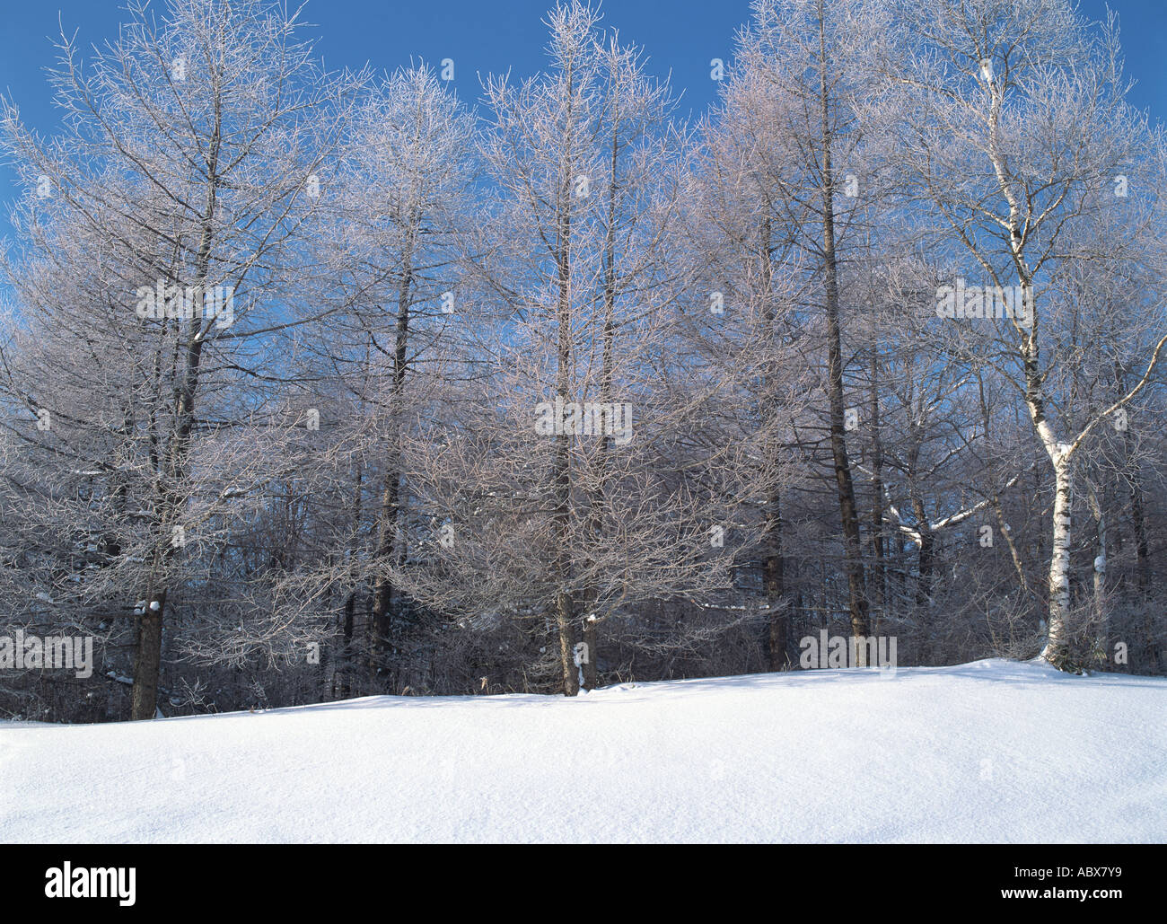 Coperta di neve forest Foto Stock