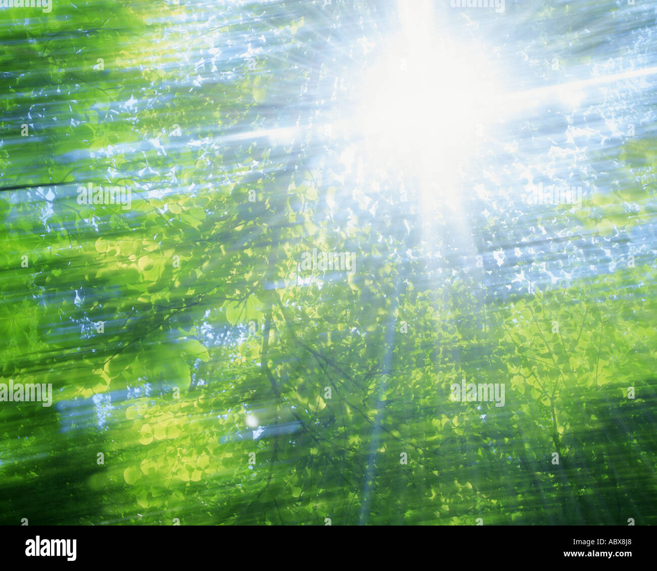 Condizioni di luce solare intensa caduta attraverso gli alberi Foto Stock