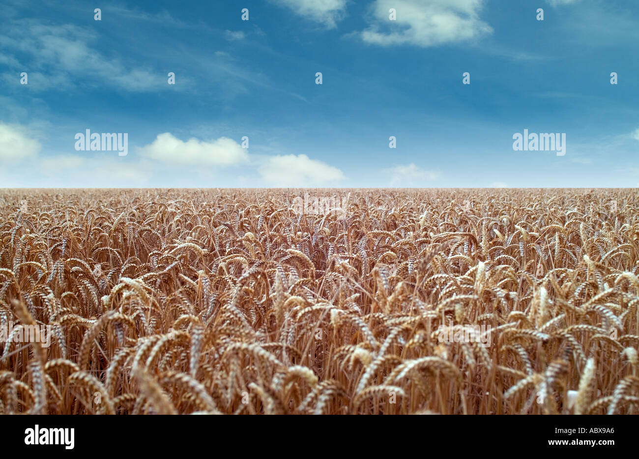 Campo di grano con cielo blu Foto Stock