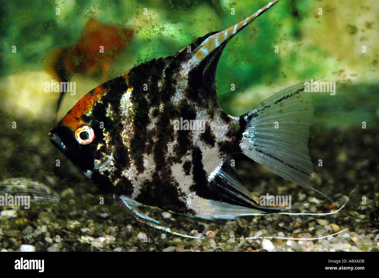 Freshwater angelfish Foto Stock