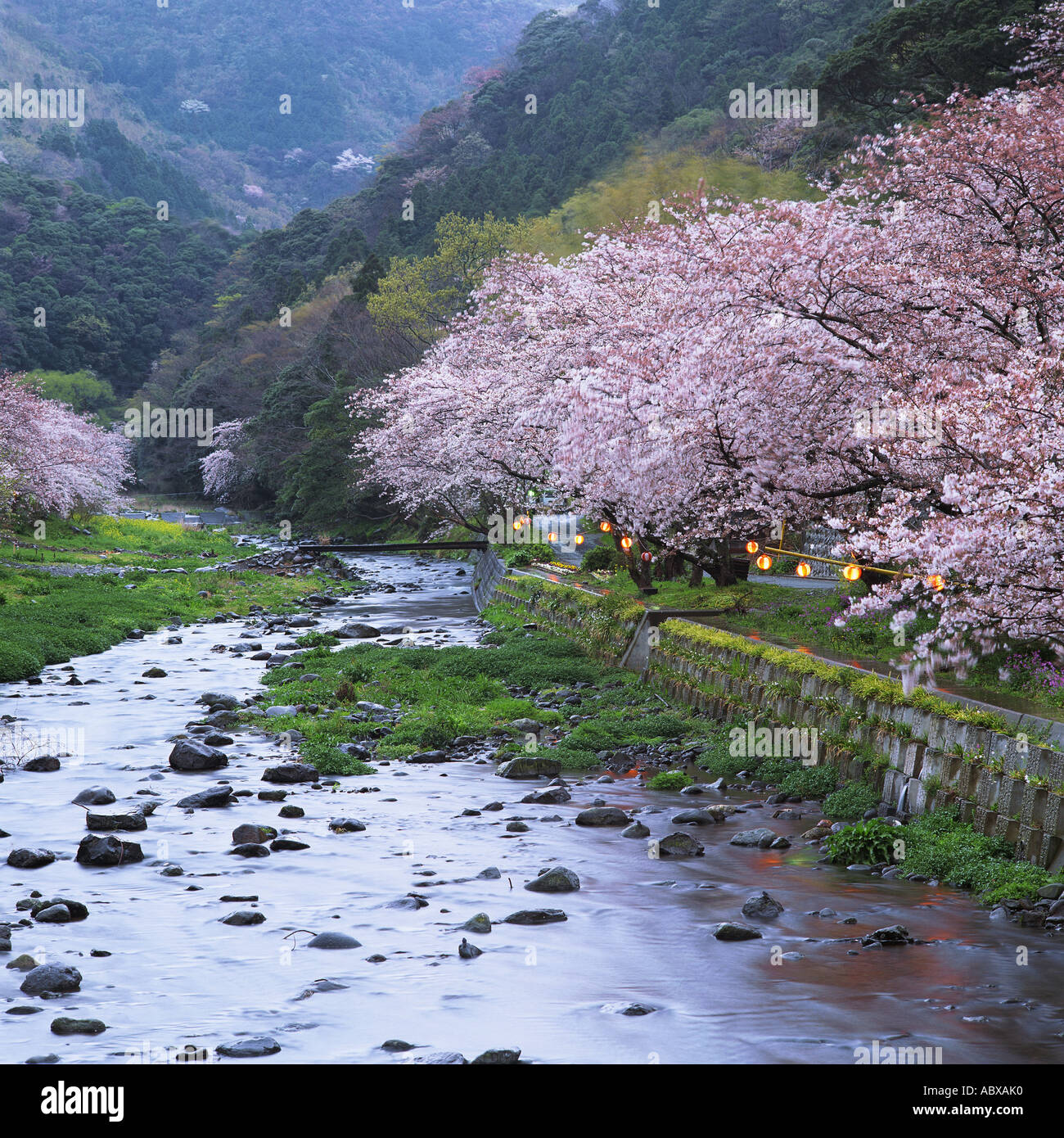Cherry blossom trees and river in Shizuoka Japan Foto Stock