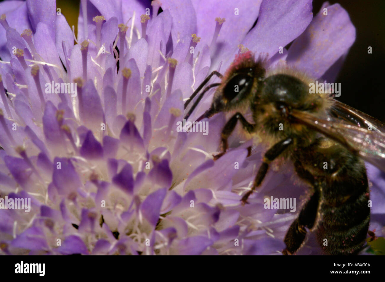 Pecore fiore di bit Foto Stock