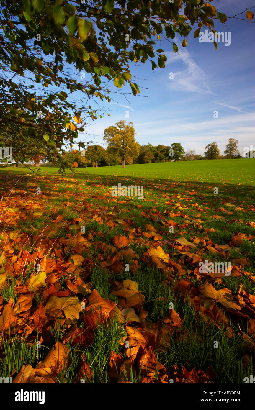 Hylands Park a Chelmsford in autunno Foto Stock