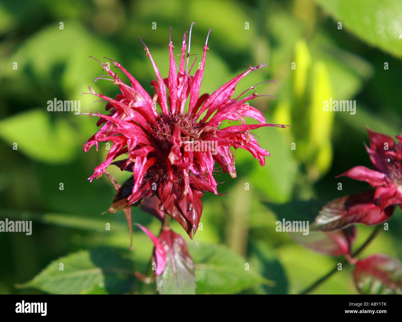 BEEBALM MONARDA DIDYMA COLRAIN 'Red' Foto Stock