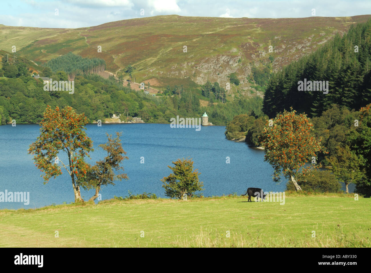 Bestiame che pascolano su terreno agricolo come l'agricoltura fiorisce lungo parte di Lago artificiale Pen y Garreg lungo la valle di Elan Rhayader Powys Wales UK Foto Stock