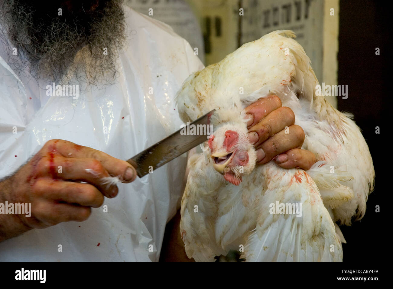 Israele Gerusalemme Mea Shearim ultra ortodosso quartiere ebraico kaparot close up di un rabbino s mani di uccidere un pollo secondo le regole ebraiche Foto Stock