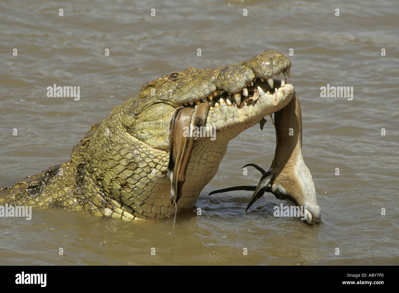 La caccia di coccodrillo e mangiare una gazzella Crocodylus piloticus Nilkrokodil Masai Mara riserva faunistica Foto Stock