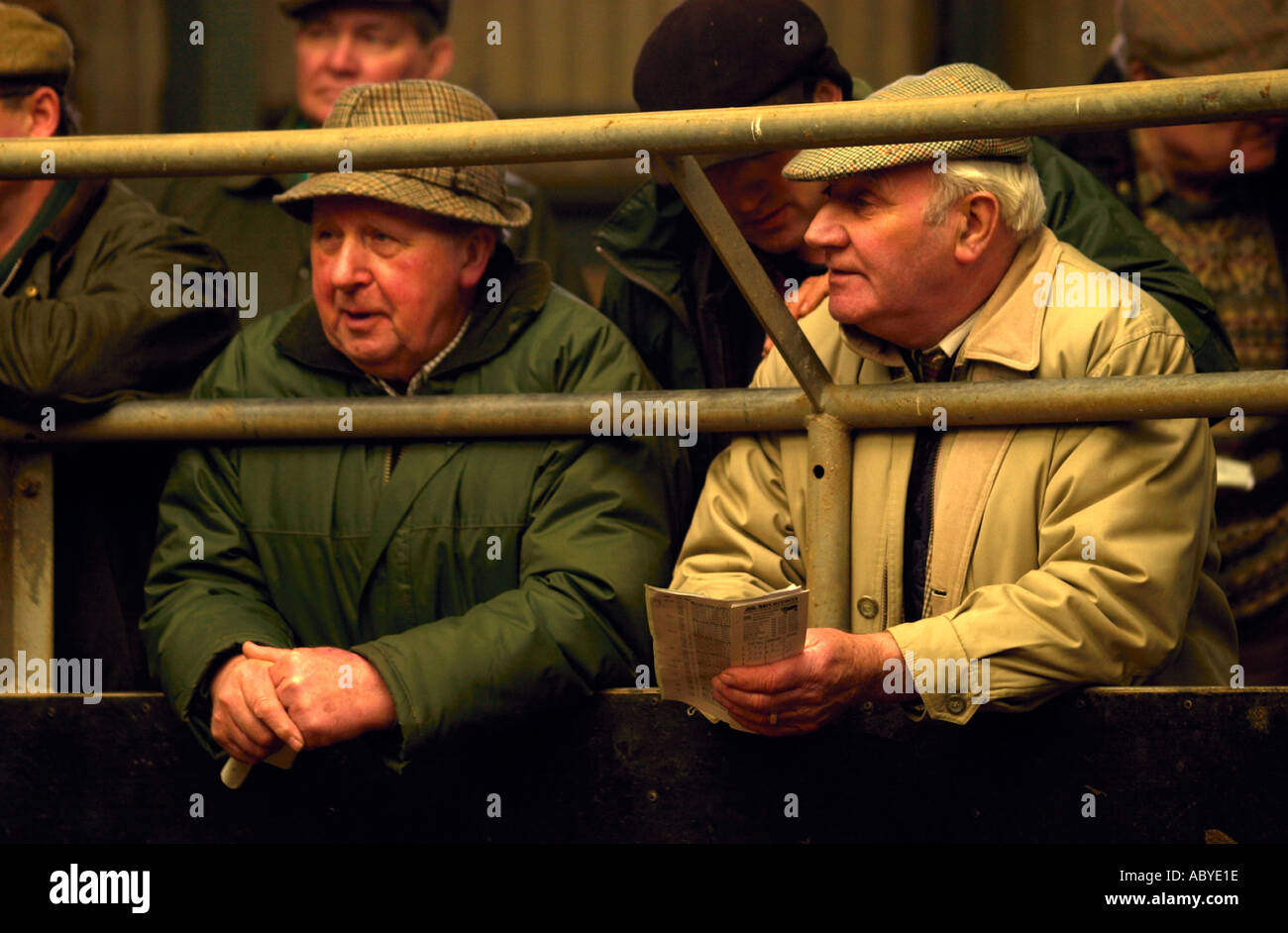MCCARTNEYS ASTA DI KNIGHTON MERCATO DEL BESTIAME IN POWYS Wales UK Foto Stock