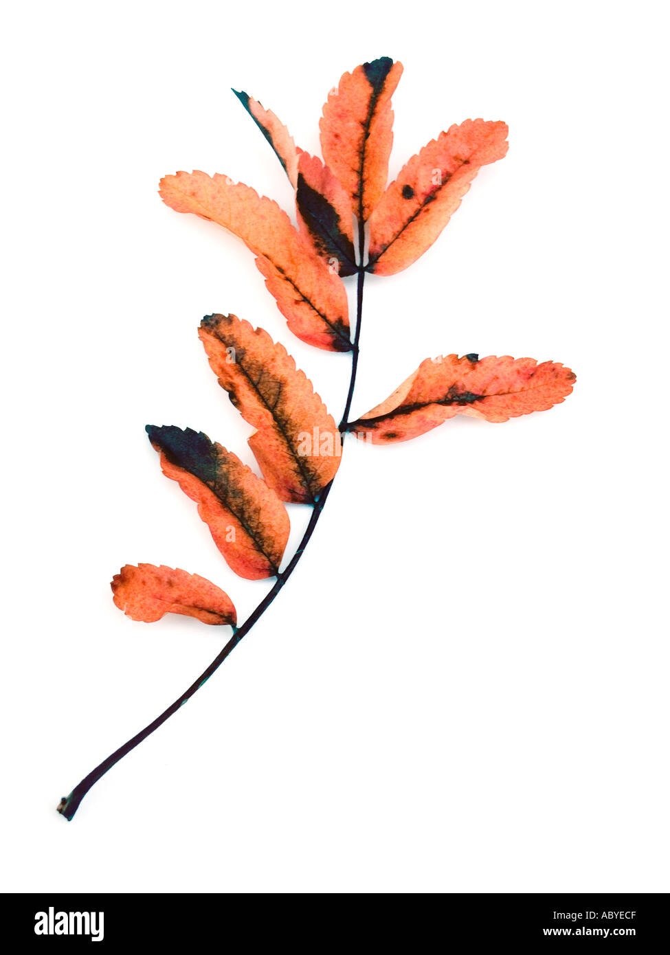 FOGLIO DI AUTUNNO Foto Stock