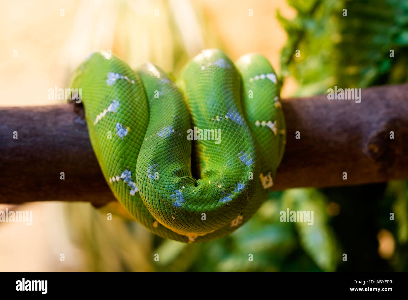 Green Tree Python Foto Stock