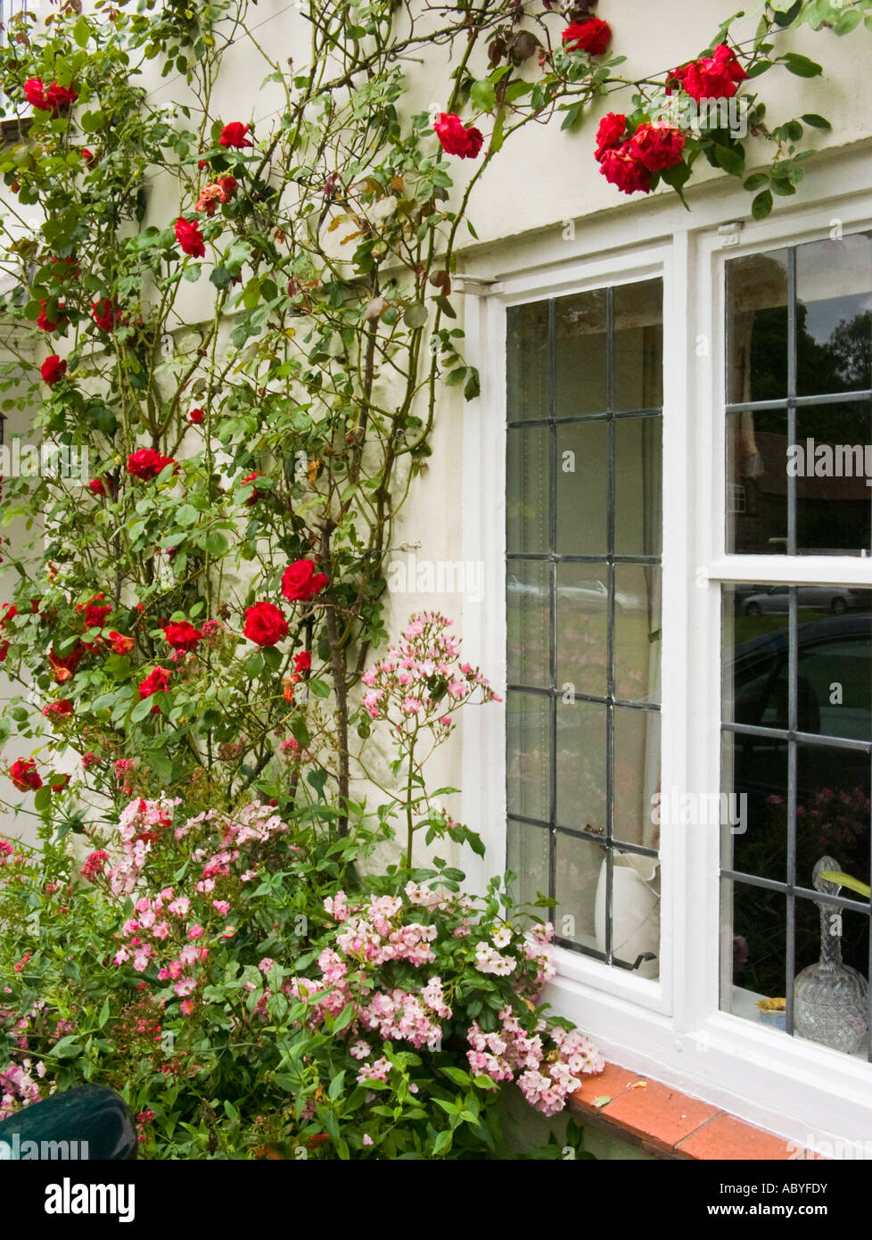 Rose rosse salendo accanto a una finestra in Aldbourne Wiltshire, Inghilterra UK UE Foto Stock