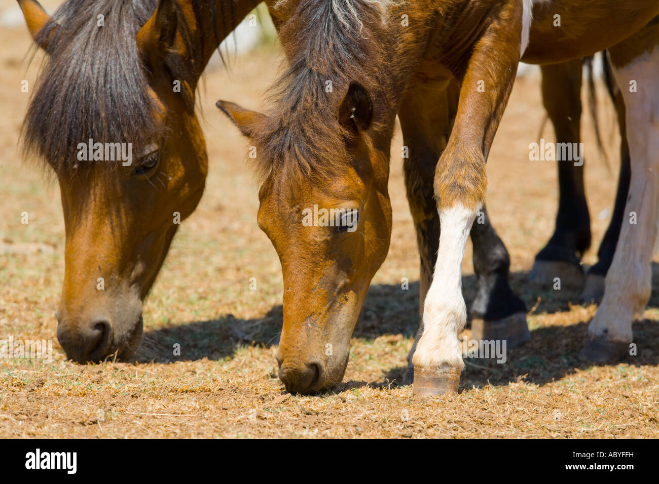 Due cavalli close up capi, Safari sito su isole Brioni Veliki Brijun, Croazia Foto Stock