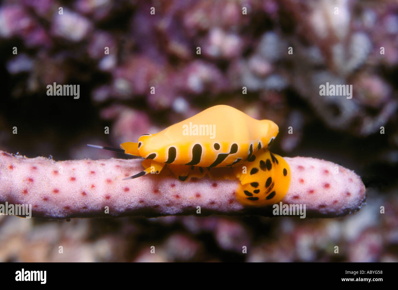 Tiger Ovulid o Tiger uovo, Cowry Cuspivolva tigri, precedentemente Crenavolva tigris. Foto Stock