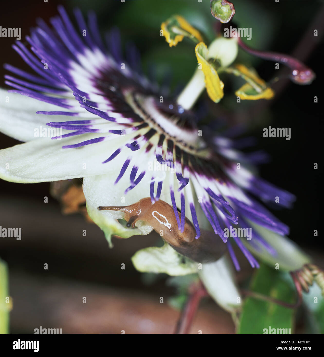 Slug mangiare Passiflora foglie Foto Stock