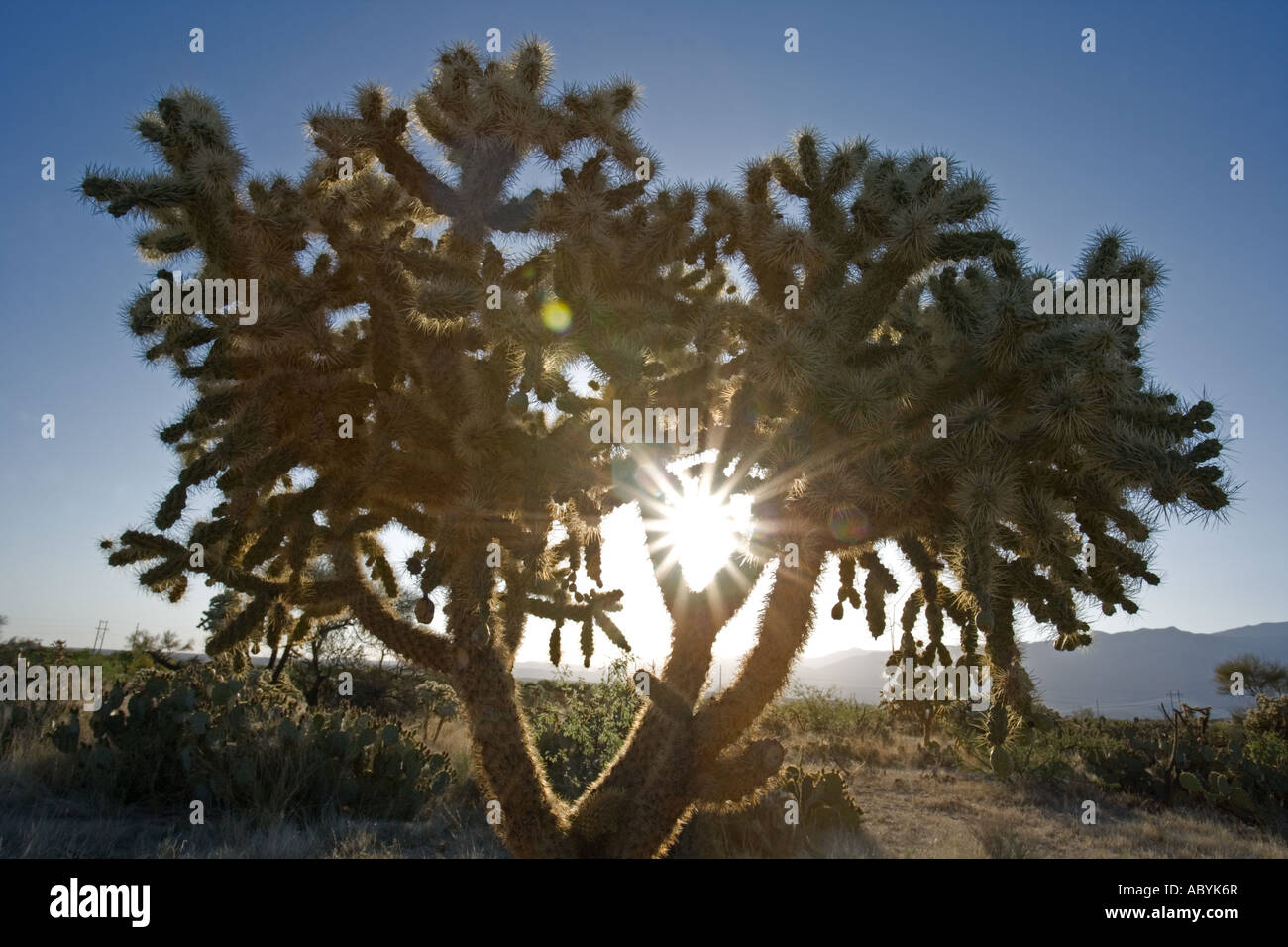 Cholla Cactus Opuntia spp Deserto Sonoran Arizona Foto Stock