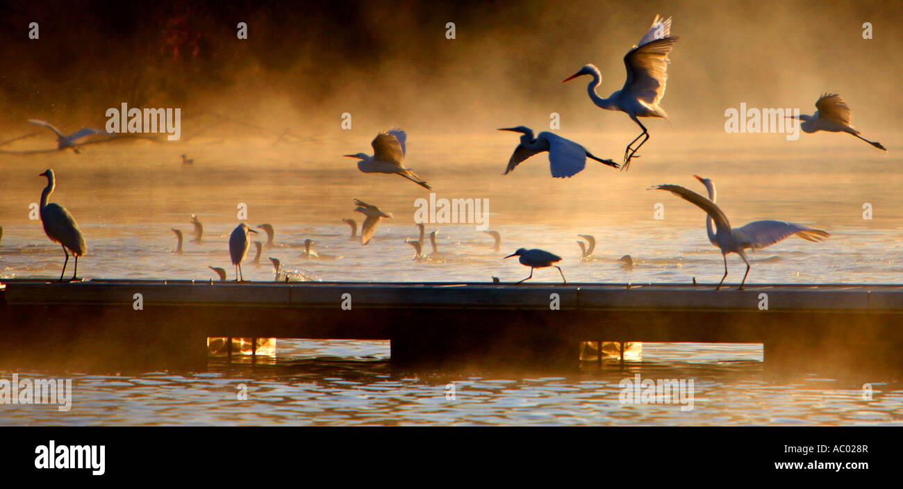 Early Morning Mist e uccelli acquatici sul Canyon Lake Canyon Lake Riverside County in California negli Stati Uniti Foto Stock