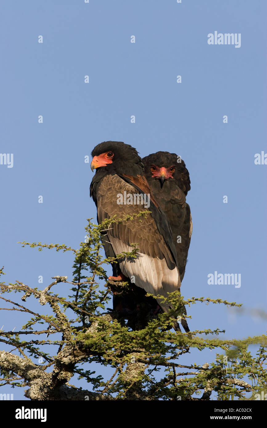Bateleur Eagle coppia Foto Stock