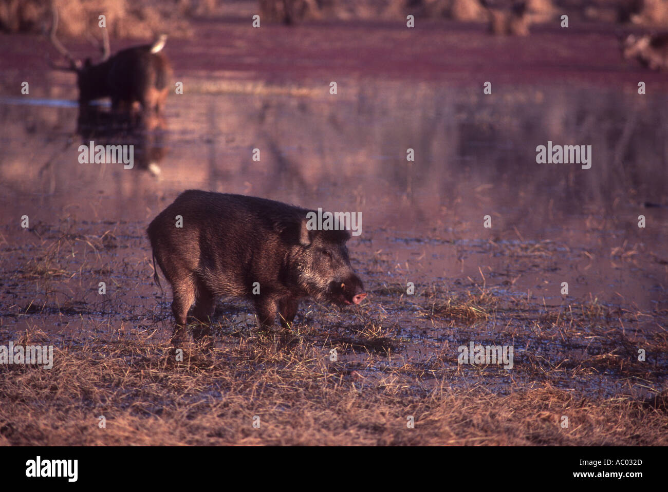 Un cinghiale in Ranthambhore, Rajasthan Foto Stock