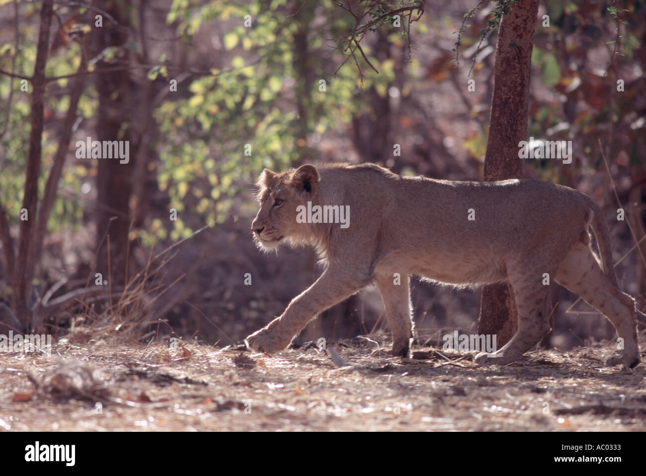 Una sub-adulto lion in GIR, Gujarat Foto Stock