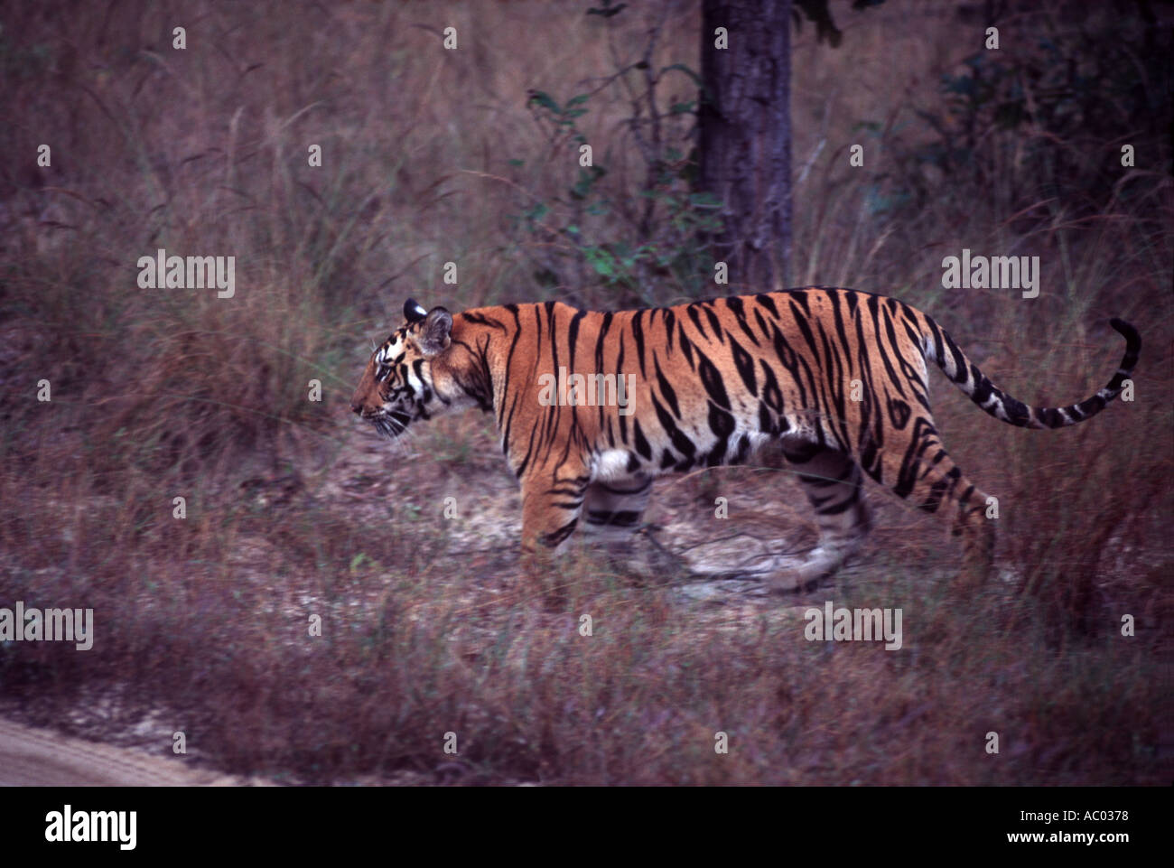 Una tigre in Bandhavgarh National Park, il Madhya Pradesh Foto Stock