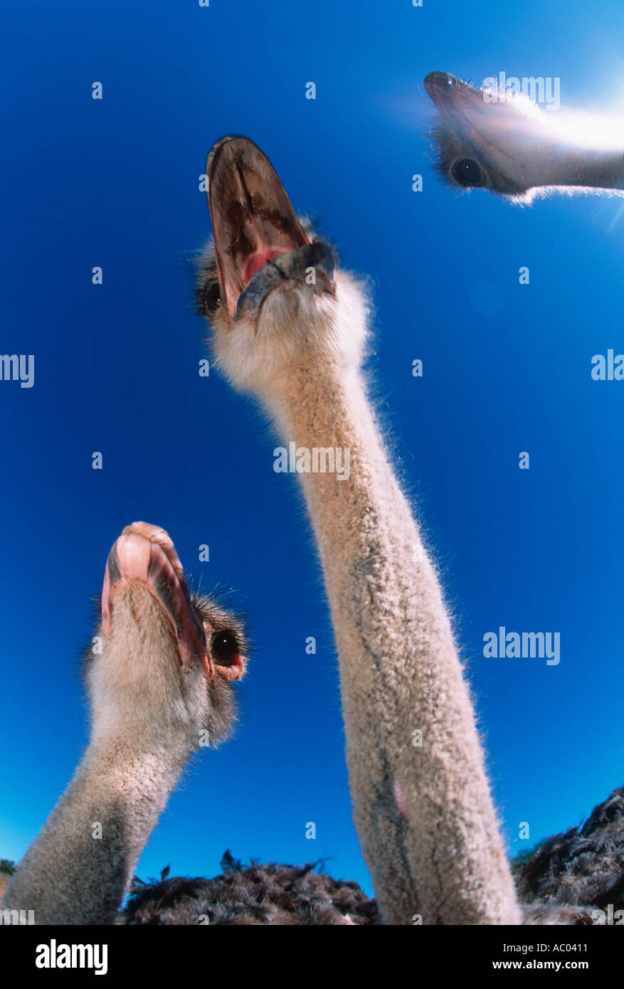 Struzzo Struthio camelus mondo s più grande uccello flightless Africa Foto Stock
