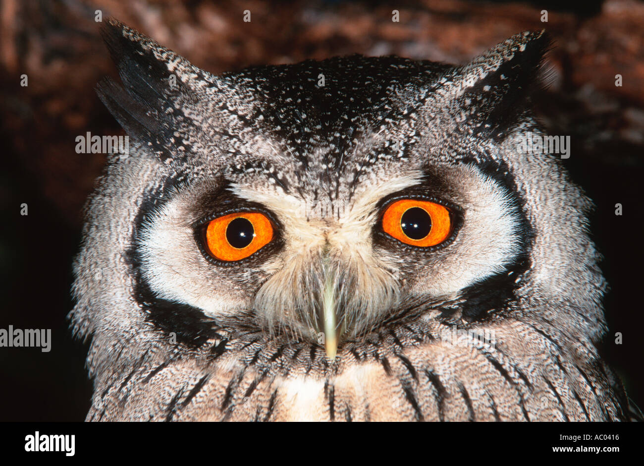 Whitefaced owl Otus leucotis Africa Subsahariana Foto Stock