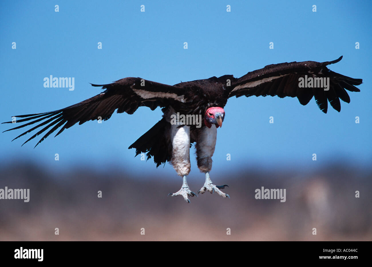 Falda di fronte vulture Torgos tracheliotus arrivando in terra Africa Medio Oriente Foto Stock