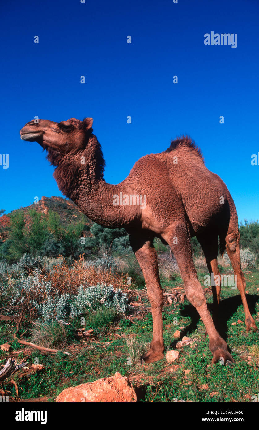 Un cammello humped Camelus dromedarius Feral specie introdotte in Australia e ora wild Australia Foto Stock