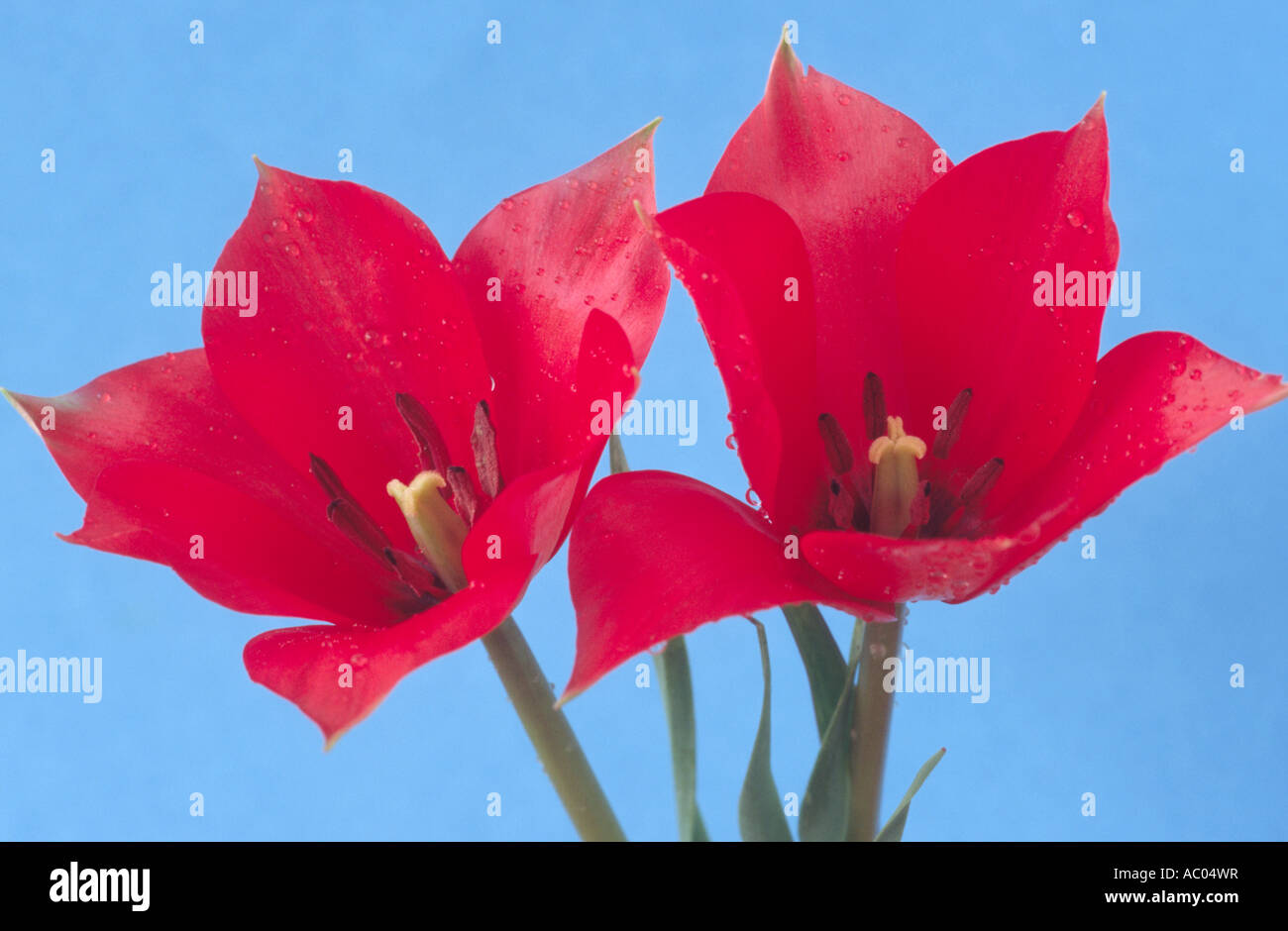 Tulipa linifolia Maximowiczii Gruppo (Tulip) Close up della divisione rosso 15 quindici varie tulipani su sfondo blu. Foto Stock