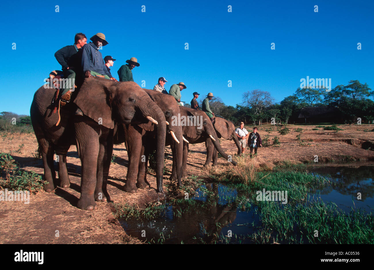 Elefante africano Loxodonta africana La massima esperienza safari Wild orizzonti Elephant Camp Zimbabwe Foto Stock