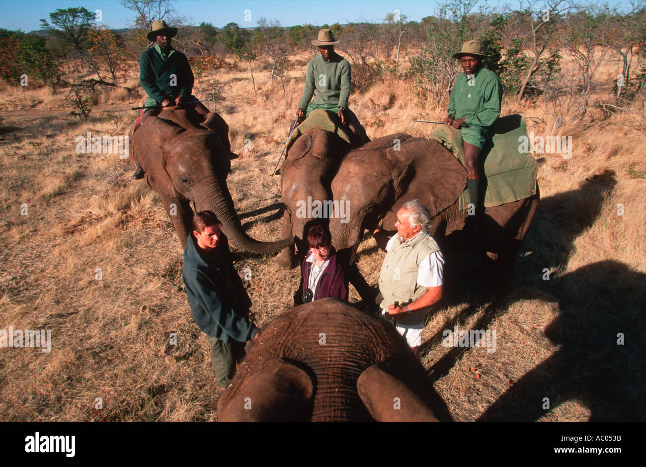 Elefante africano Loxodonta africana elefanti addestrati permettono ai turisti di interagire con loro close up Wild orizzonti Elephant C Foto Stock