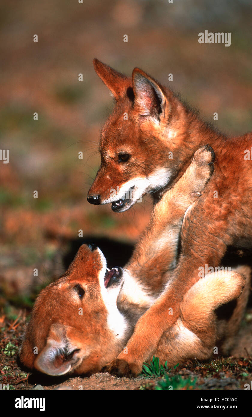 Lupo etiope Canis simensis di due mesi di età cuccioli riproduzione di interagire in pericolo critico balla minuti N P Etiopia Foto Stock