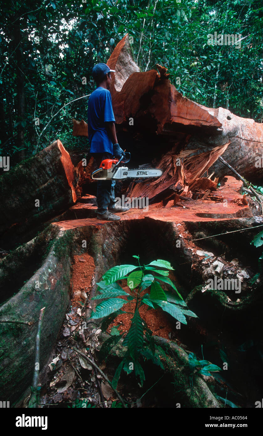 Problemi di conservazione tagliando un albero della foresta pluviale Borneo Foto Stock