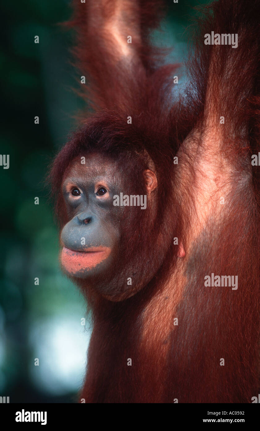 Orangutan Pongo pygmaeus specie in via di estinzione Borneo Foto Stock