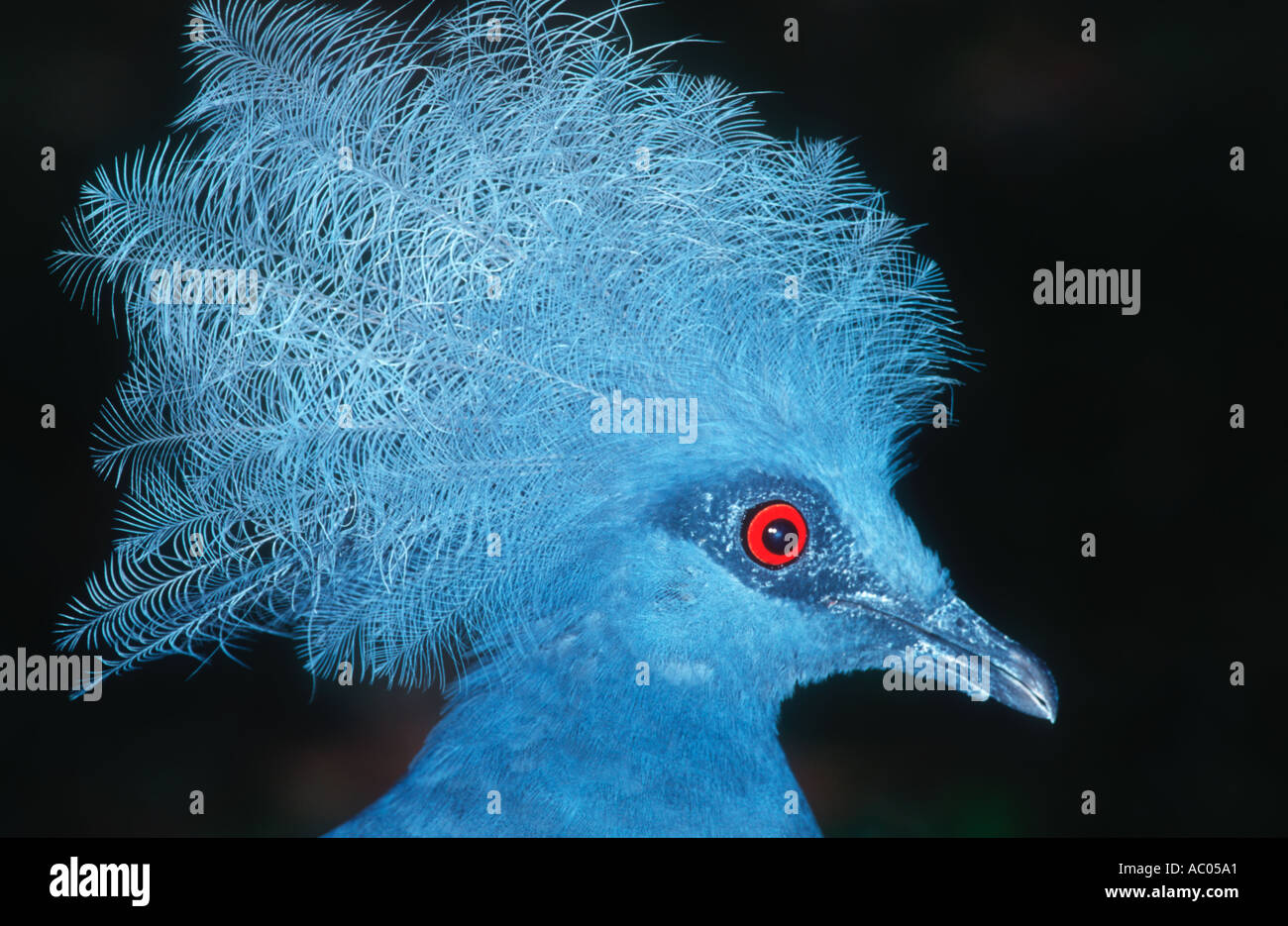 Victoria incoronato Pigeon Goura victoria Nuova Guinea Foto Stock