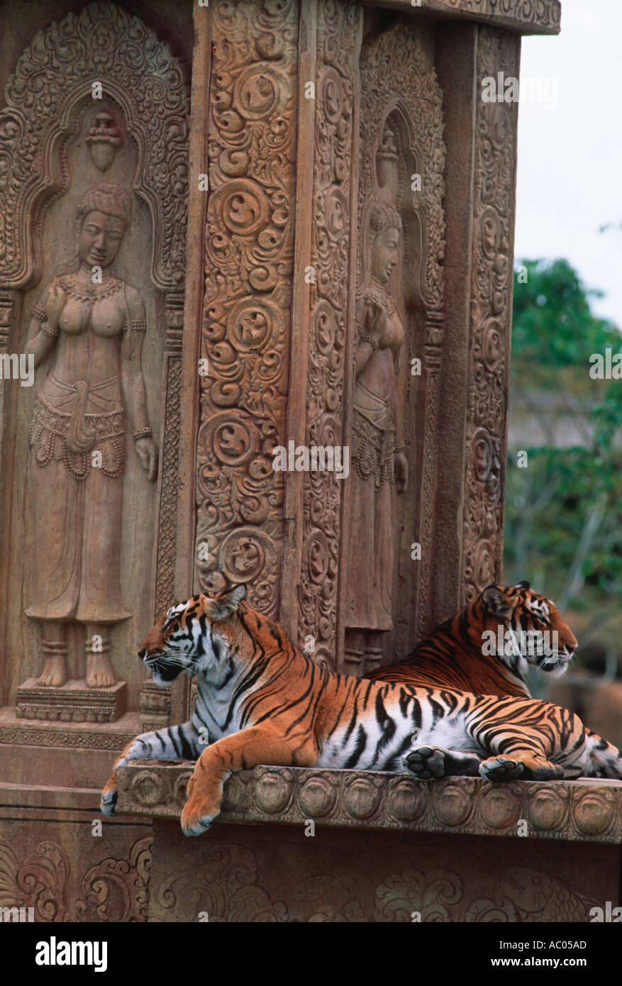 Tiger Panthera tigris in via di estinzione in Asia ma estinto in gran parte della sua gamma Foto Stock