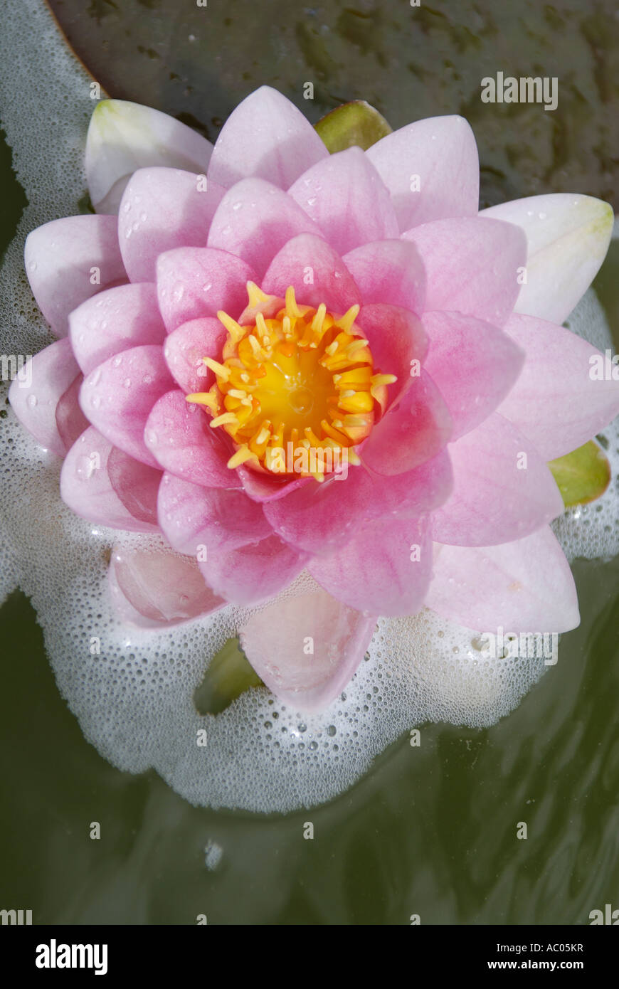 Acqua di rosa GIGLIO IN STAGNO Foto Stock