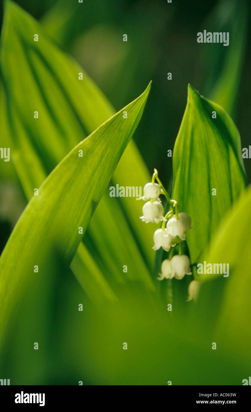 Il giglio della valle, convallaria Foto Stock