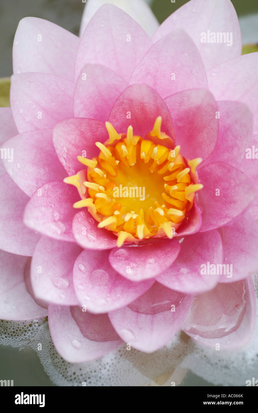 Acqua di rosa GIGLIO IN STAGNO Foto Stock