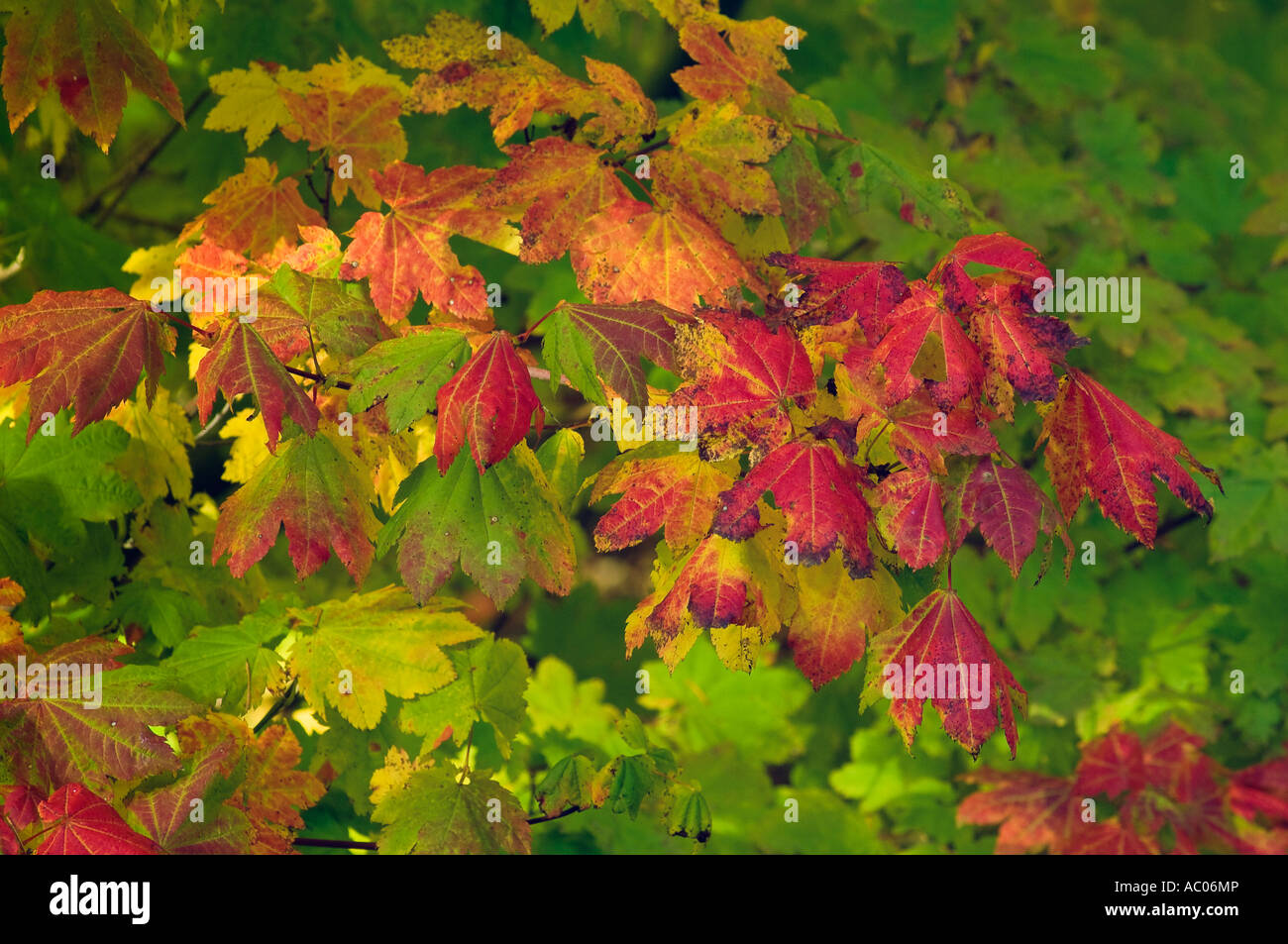 Vite albero di acero in autunno Aufderheide Memorial Drive Willamette Foresta Nazionale di Oregon Foto Stock