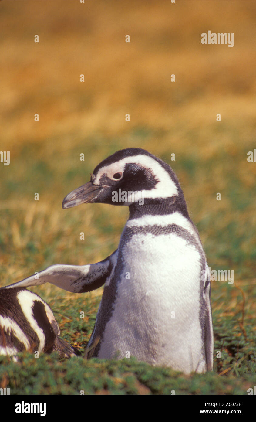 I pinguini di magellano Seno Otway terreno fertile Patagonia Cile Foto Stock