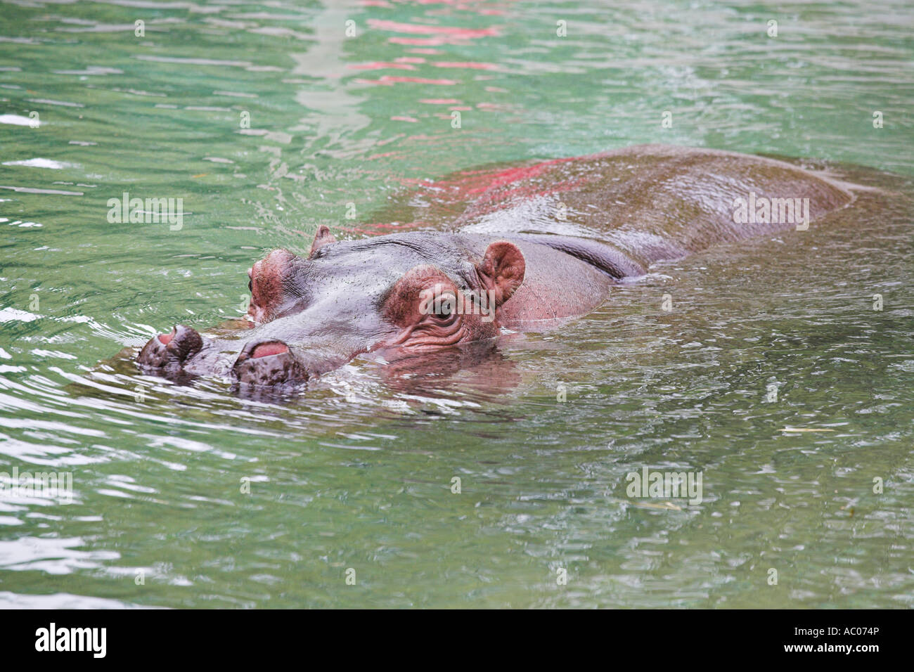 Floating Nilo ippopotamo Foto Stock