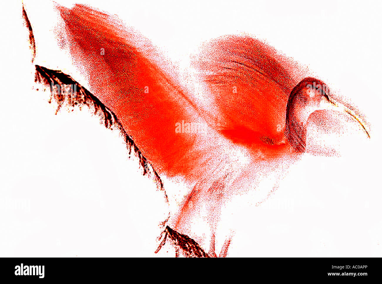 Corniolo nana Eudocimus ruber animali dipinte dal computer da foto Foto Stock