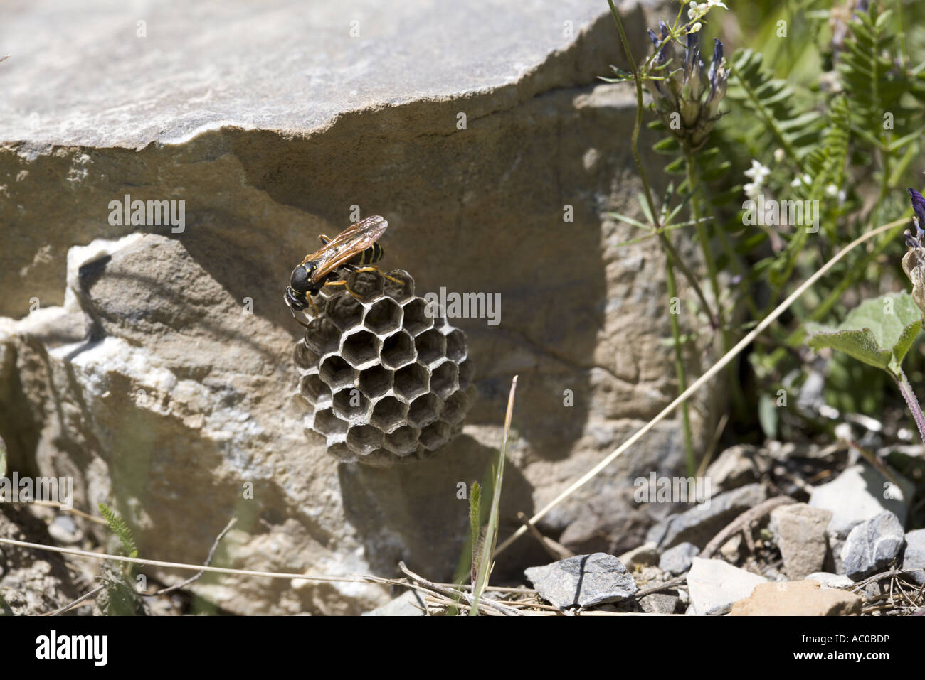 Vespa sul suo nido Hautes Alpes, Provenza, Francia Foto Stock